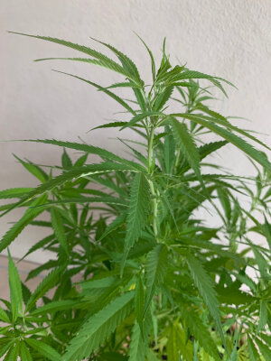 Wasserlösliches CBD hat einige Vorteile gegenüber CBD-Öl - Wasserlösliches CBD hat einige Vorteile gegenüber CBD-Öl