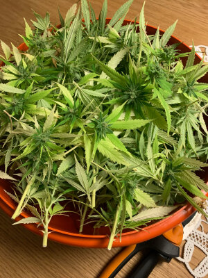 Vorgehen zum richtigen Trocknen von CBD Hanfblüten - Vorgehen zum richtigen Trocknen von CBD Hanfblüten