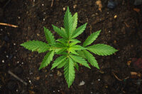 Hanf Stecklinge ARAVIA FRUCTUS (Strawberry)